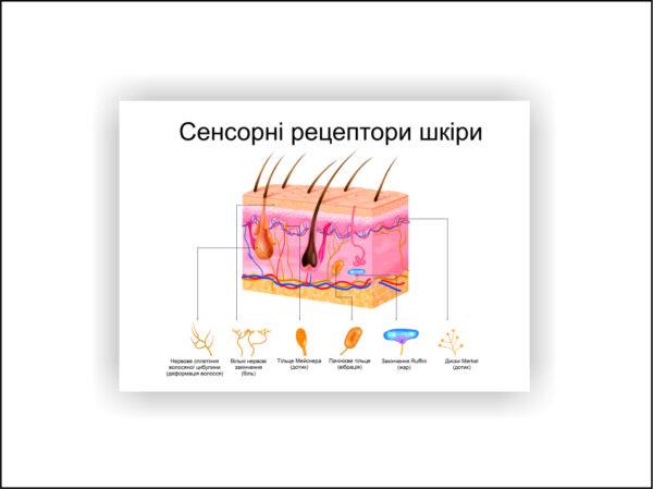 Плакат Vivay Сенсорные рецепторы кожи 30х40 см (25628694)