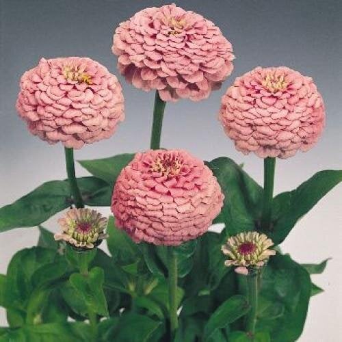 Семена цветов Циния Oklahoma Pink Benary 25 шт. (BN02869-4)