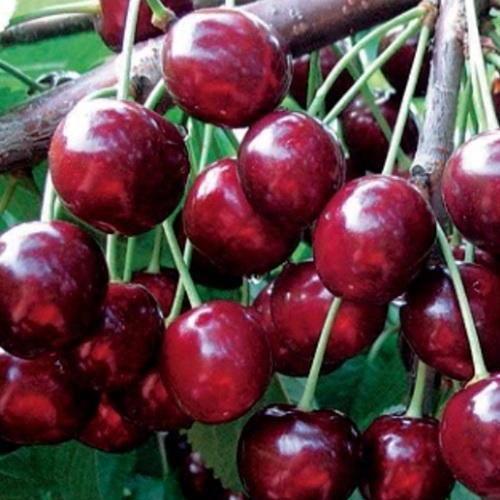 Сажанец Черешня Сказка ранний срок созревания (25909)