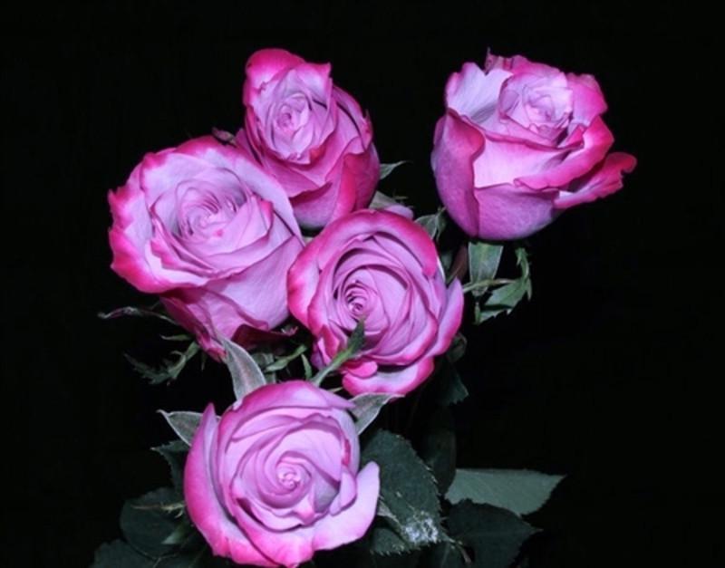 Роза Deep Purple Чайно-гибридная в контейнере (2669460479) - фото 4 Роза Deep Purple Чайно-гибридная в контейнере (2669460479) - фото 4