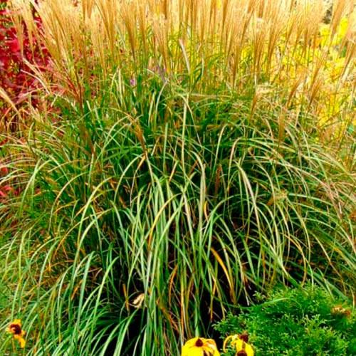 Міскантус китайський Yakushima Dwarf С1.5 (29294176)