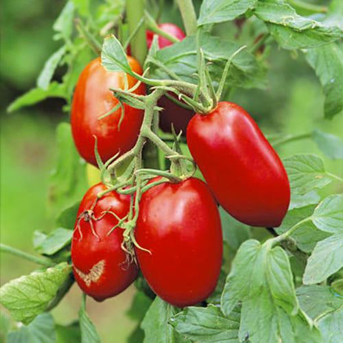 Семена Томат Florium Рома (8490)
