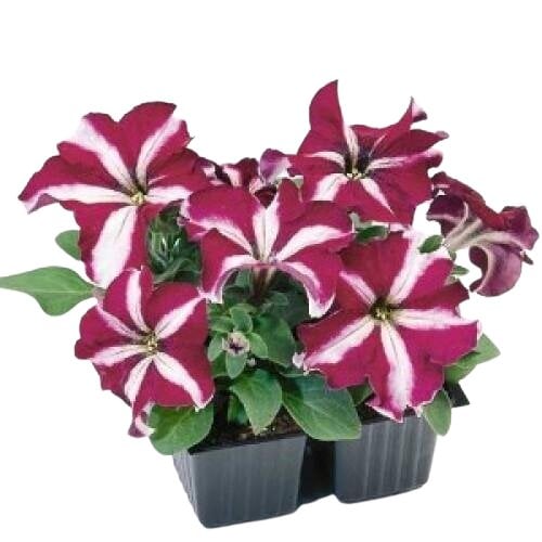 Семена цветов Петуния крупноцветковая Tango Burgundy star Hem Genetics 10 шт. (BN09413-4)