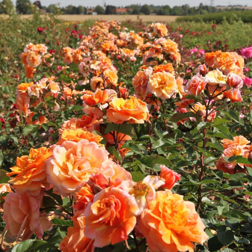 Троянда Velet Arabia Шраб в контейнері (2669431284) - фото 6 Троянда Velet Arabia Шраб в контейнері (2669431284) - фото 6