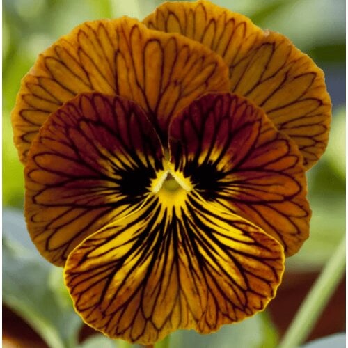 Семена цветов Виола рогатая Floranova Tiger Eye Red 250 шт. (BN08050-2)