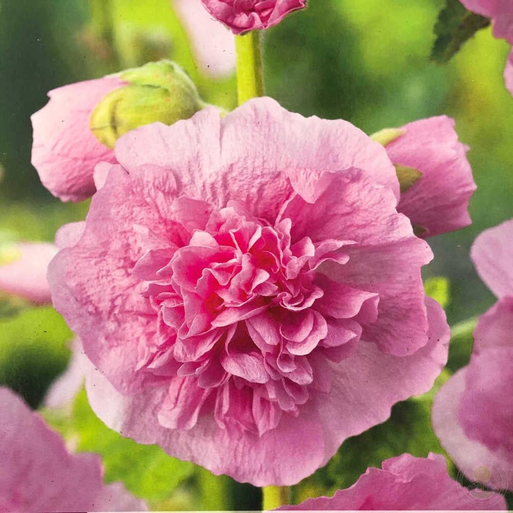 Насіння Мальва Гірлянда 0,5 г 30 шт. рожева махрова Alcea rosea (RS-01214)