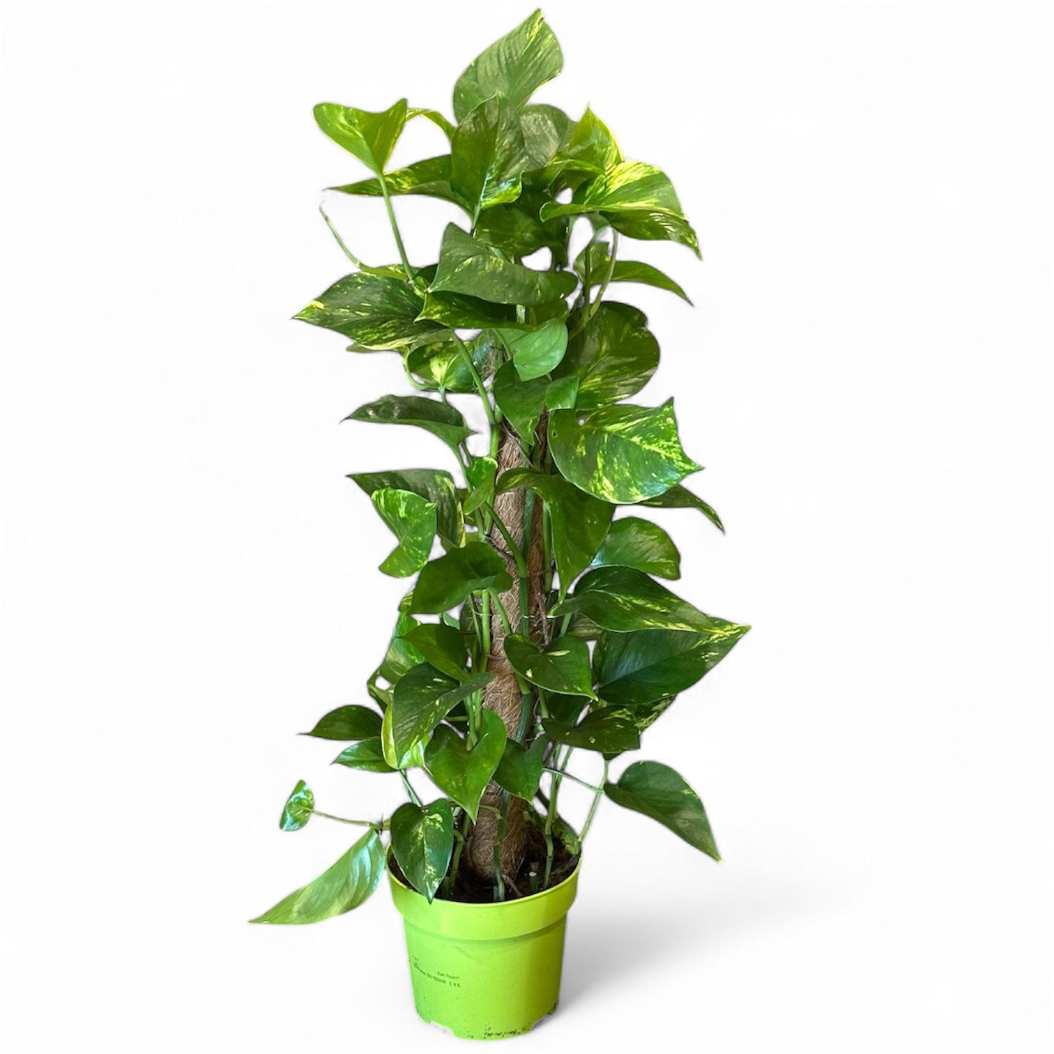 Епіпремнум Ауреум на опорі 80 см (29031404)