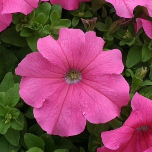 Семена цветов Floranova Петуния крупноцветковая Prism Pink 250 шт. (BN07785-2)