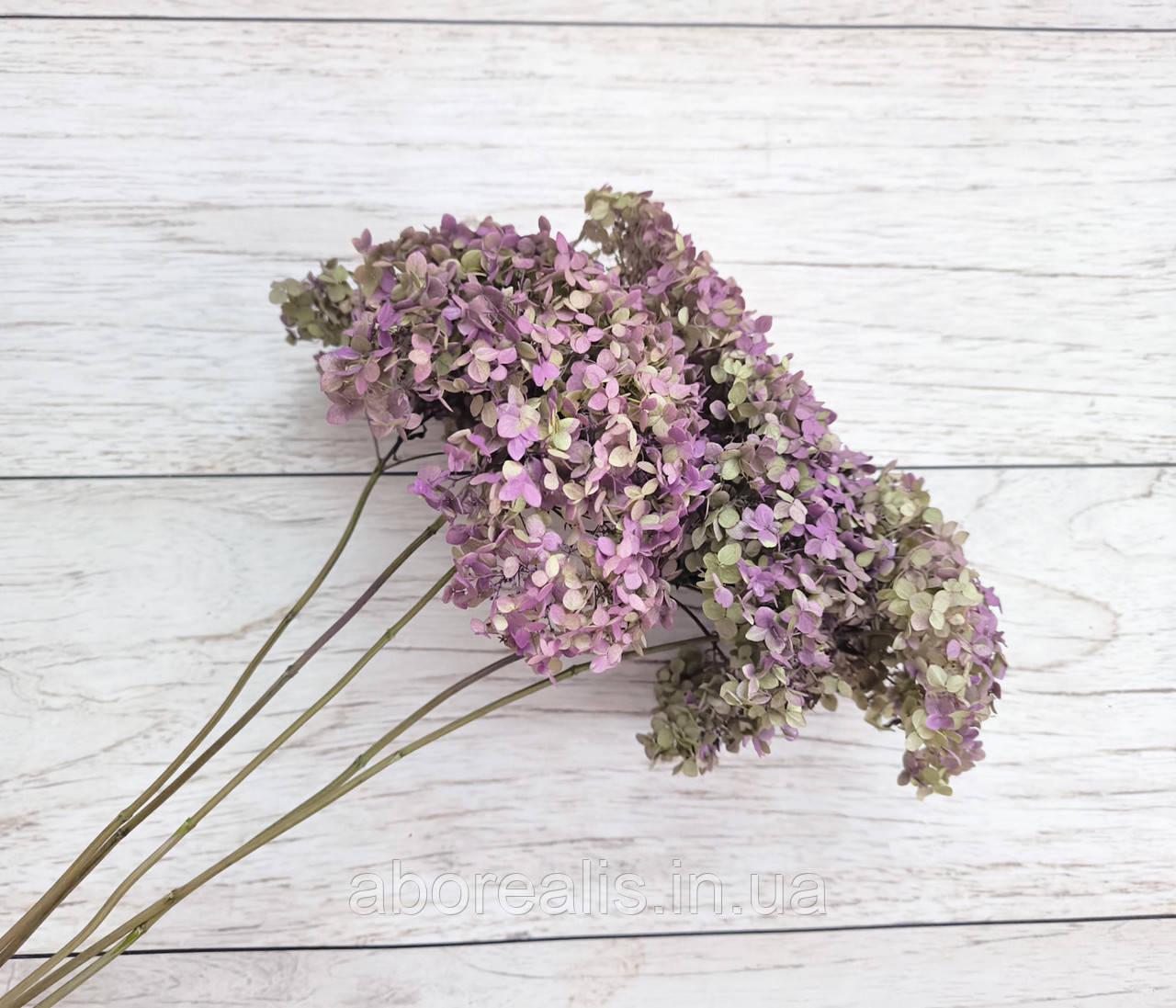 Сухоцвіти квіти гортензії 3-4 шт. Фіолетовий (2702917611) - фото 3