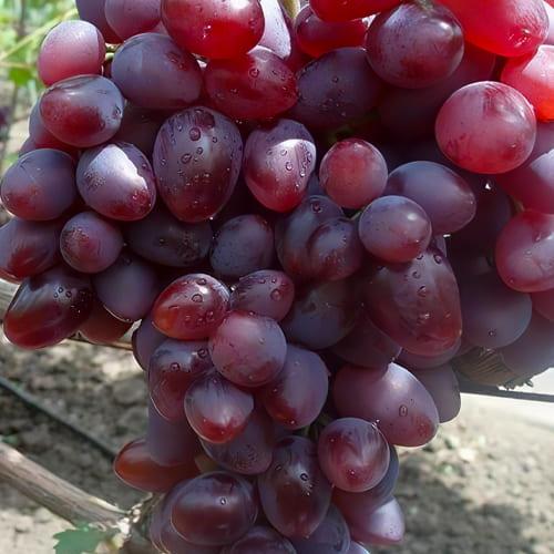 Саджанець Виноград десертний Полонез укоренений саджанець у контейнері (187660)