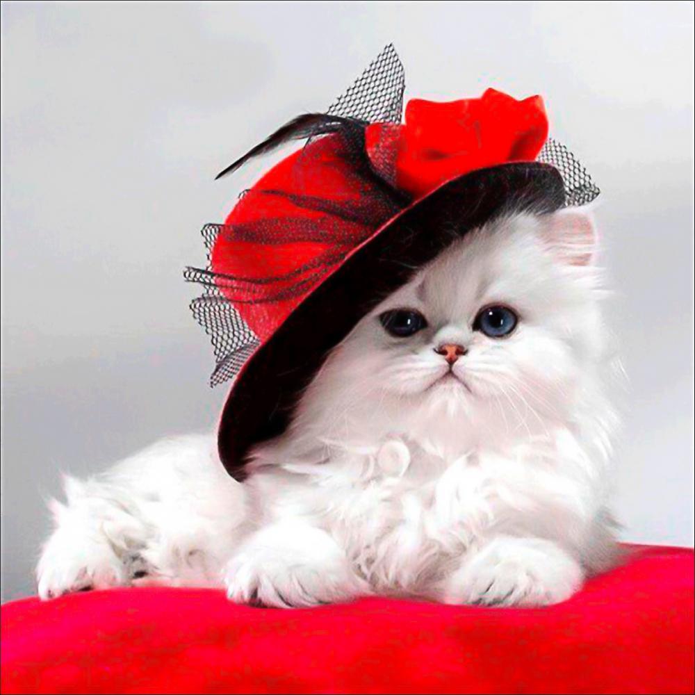 Алмазная мозаика Белая кошка в шляпке 37x34 (DIY-МС140)