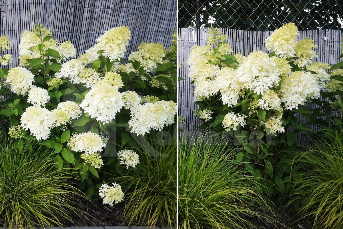 Набор цветочных подставок гортензий Vulcanus Fi 8 мм 30 шт. Черный (2377133140) - фото 5 Набор цветочных подставок гортензий Vulcanus Fi 8 мм 30 шт. Черный (2377133140) - фото 5