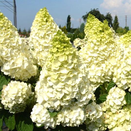 Саженец гортензии метельчатой Hydrangea paniculata Magical Kilimanjaro Р9 (1352711567)