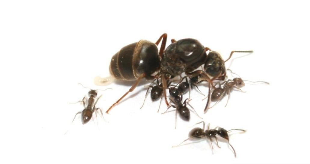 Колония муравьев Lasius Niger + корм белковый/углеводный и фруктовый (35029555)