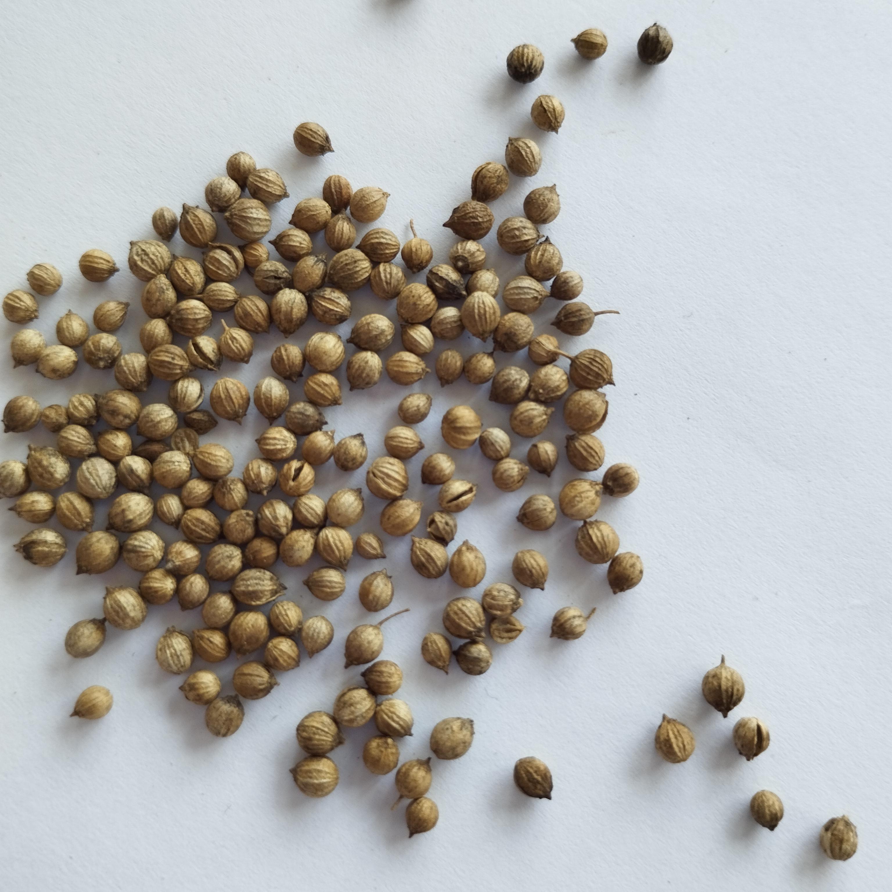 Насіння Коріандр Бурштин кінза 4 г 450 шт. (RS-00906) - фото 6