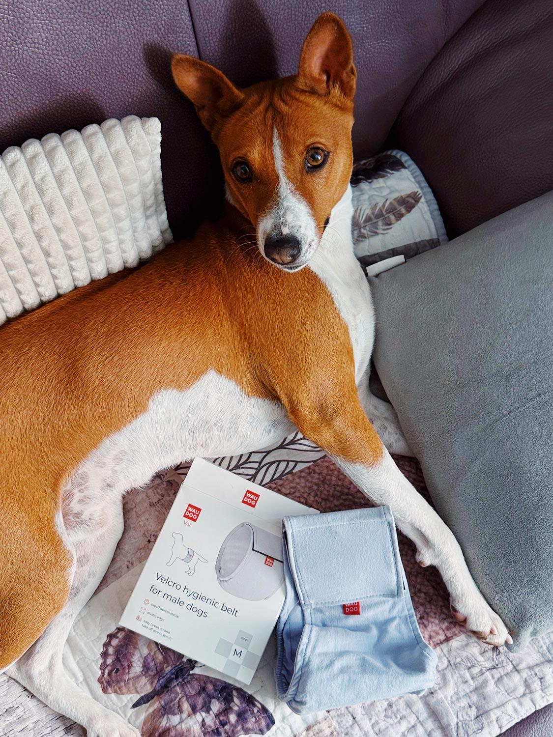 Пояс гігієнічний для кобелів Waudog Vet на липучці L Сірий (2495453435) - фото 12 Пояс гігієнічний для кобелів Waudog Vet на липучці L Сірий (2495453435) - фото 12