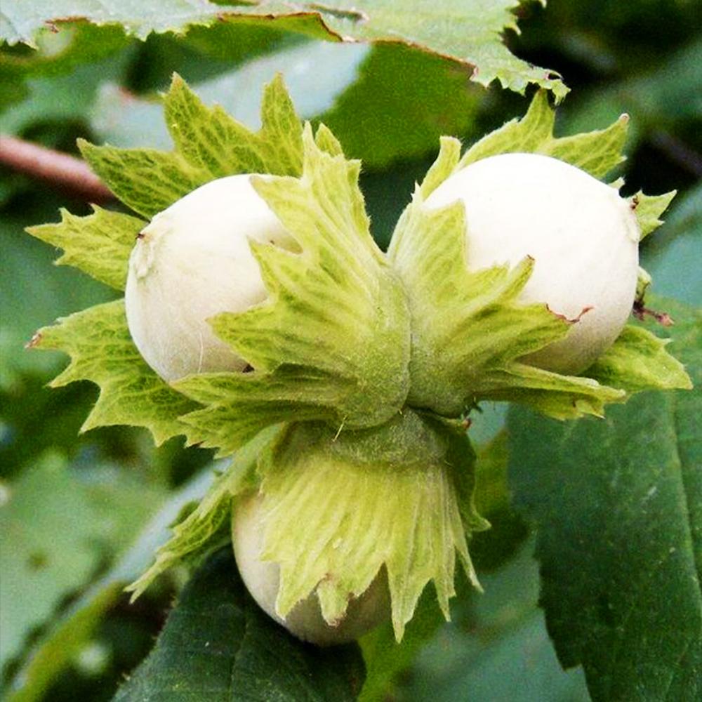 Саджанець фундука Президент Караманівський сіянець 2-річний (14964944) Саджанець фундука Президент Караманівський сіянець 2-річний (14964944)