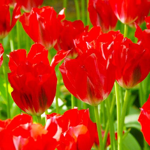 Тюльпан Florium Pimpernel (17994) - фото 3 Тюльпан Florium Pimpernel (17994) - фото 3