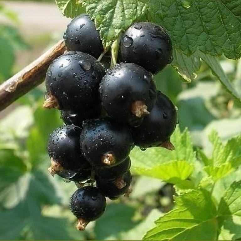 Саджанець чорної смородини Блакестон середньо-пізня скороплідна (1218443965)