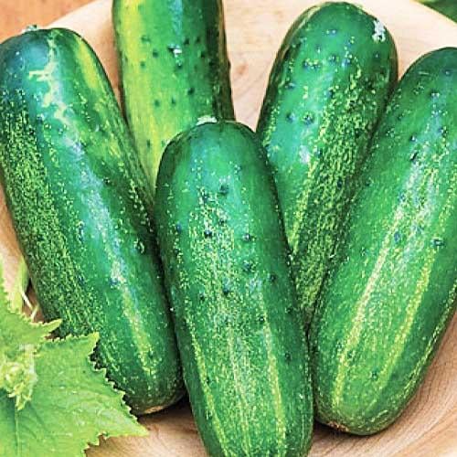 Семена Огірок Florium Джерело (17049)