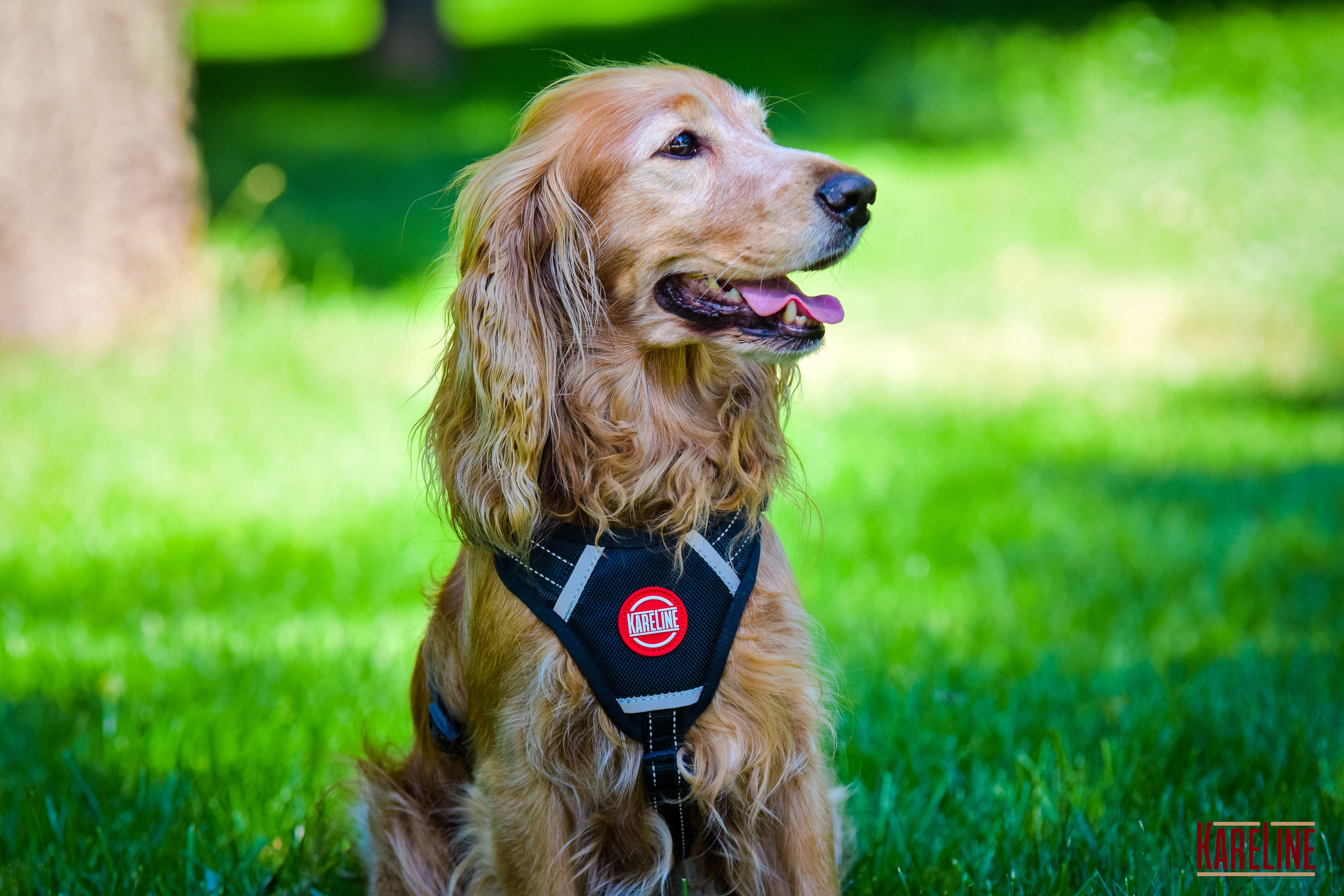 Шлея KareLine из нейлона с пластиковой пряжкой 20 мм А:400-600 мм В:500-630 мм Черный (0883/1) - фото 3 Шлея KareLine из нейлона с пластиковой пряжкой 20 мм А:400-600 мм В:500-630 мм Черный (0883/1) - фото 3