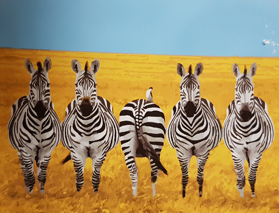 Картина по номерам Brushme Зебры на саванне 40х50 см (GX22573)