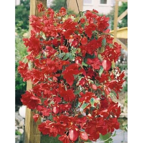 Семена цветов Бегония клубневая Illumination Rose Benary 10 шт. (BN00340-4)