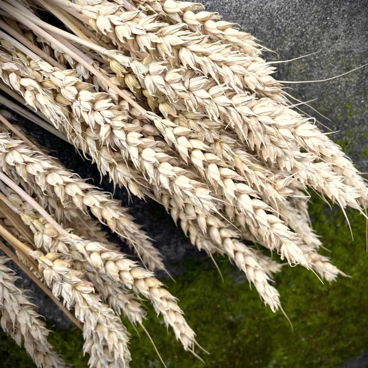 Колоски отборные пшеница сухоцветы натуральные 50 шт. (2092169698) - фото 3 Колоски отборные пшеница сухоцветы натуральные 50 шт. (2092169698) - фото 3