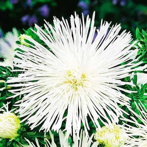 Семена Астра Florium Лыбидь (17454)