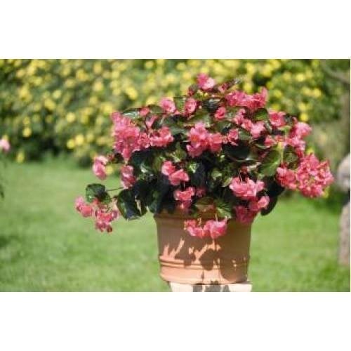 Семена цветов Бегония BIG Rose with Bronze Leaf Benary 5 шт. (BN00227-4)