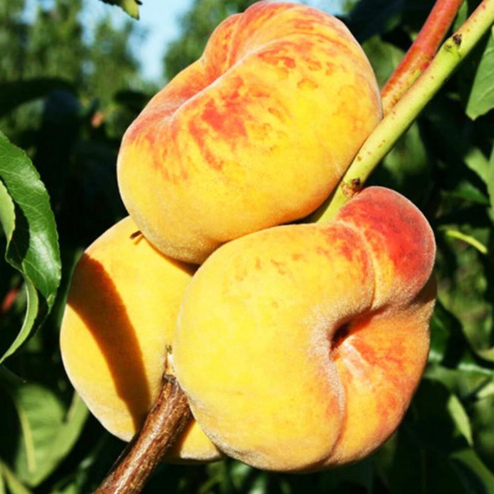 Саженец персика Свит Багел 2 летний (14965883) Саженец персика Свит Багел 2 летний (14965883)