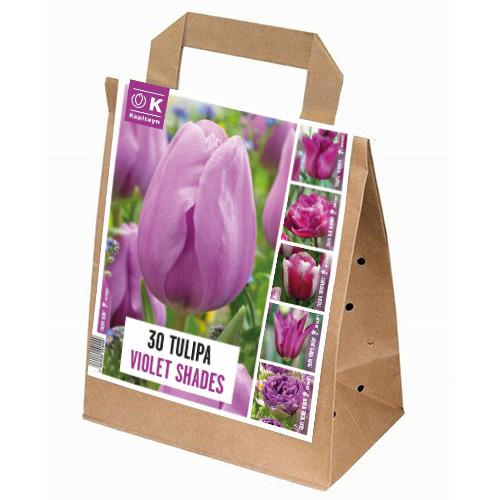 Тюльпан Floriumы Violet Shades (15313)