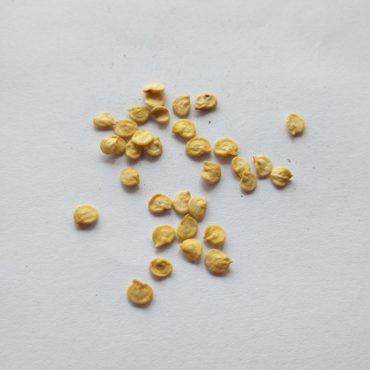 Семена Перец острый Чензо 0,25 г 50 шт. черный - фото 7