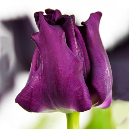 Тюльпан Florium Crown of Negrita (15128) Тюльпан Florium Crown of Negrita (15128)