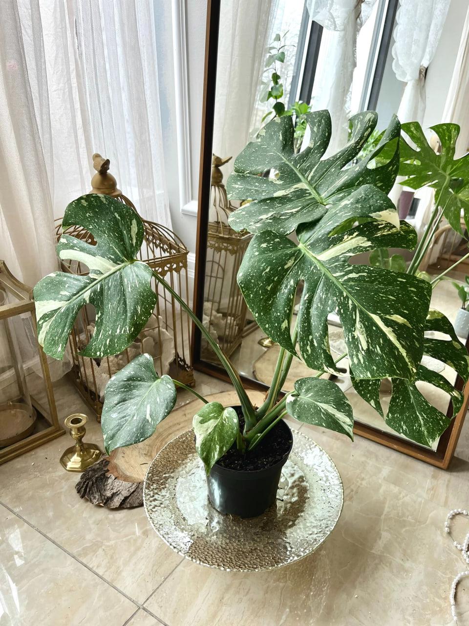 Монстера Тайское Созвездие 17/70 см. (2698853906) - фото 2 Монстера Тайское Созвездие 17/70 см. (2698853906) - фото 2