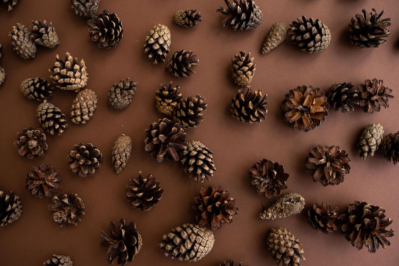 Шишки соснові декоративні 500 г (PC-S) - фото 3 Шишки соснові декоративні 500 г (PC-S) - фото 3