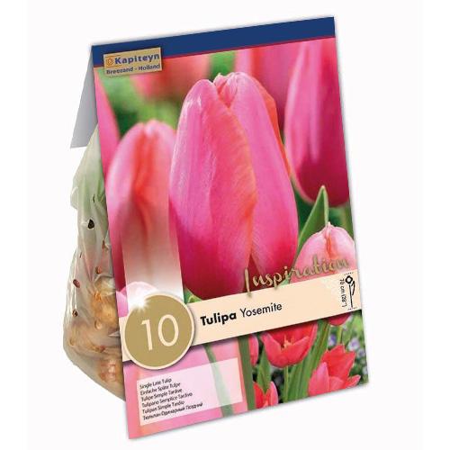 Тюльпан Florium Yosemite брендовые луковицы Kapiteyn (15334)
