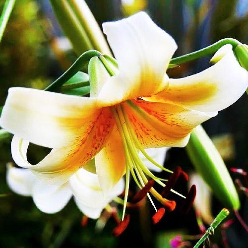 Лілія Florium Mister Cas (3848) - фото 2