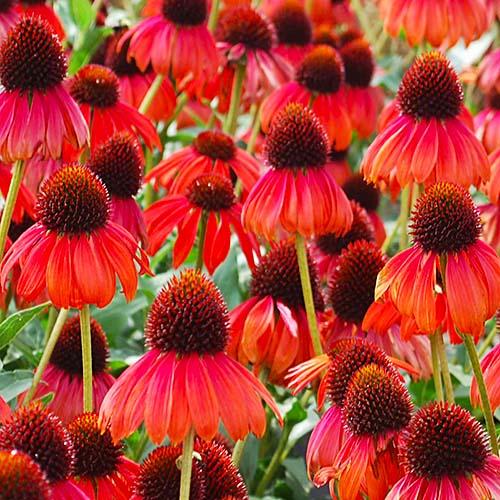 Эхинацея Florium Firebird (18436)