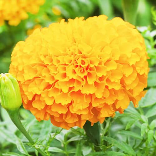 Семена Бархатцы Florium Эквинокс Оранжевый (4948) Семена Бархатцы Florium Эквинокс Оранжевый (4948)