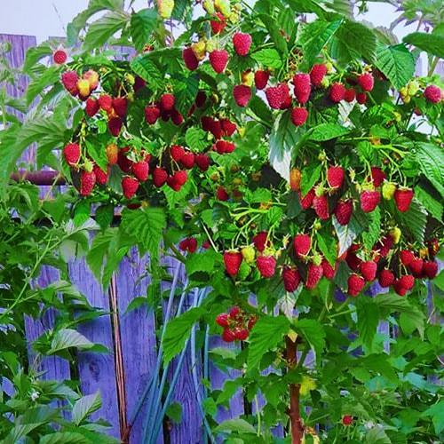 Сажанец Малиновое дерево Богатырь (37026)