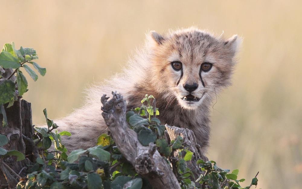 Картина Животное J120 55х85 см