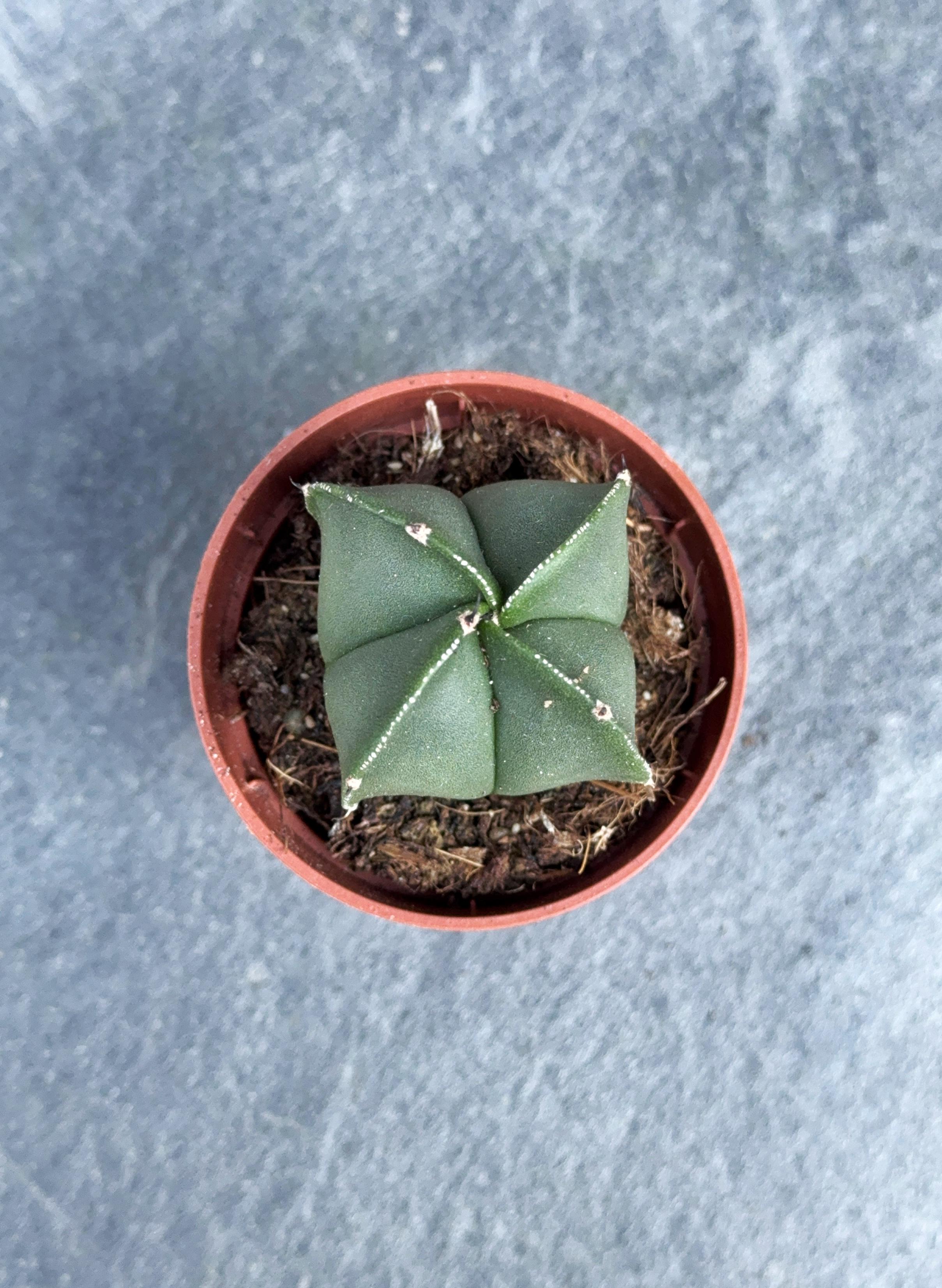 Сукулент Астрофітум крапчастий Nuum Astrophytum myriostigma Nuum 5 см - фото 2