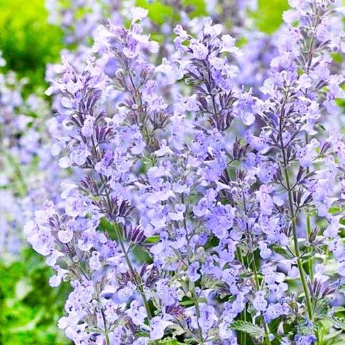 Котовник Junior Walker Florium (15096)