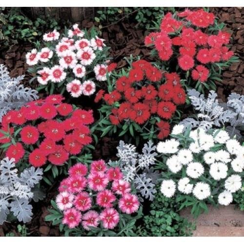 Семена цветов Гвоздика китайская Takii seed Carpet F1 Mix 10 шт. (BN08772-4)