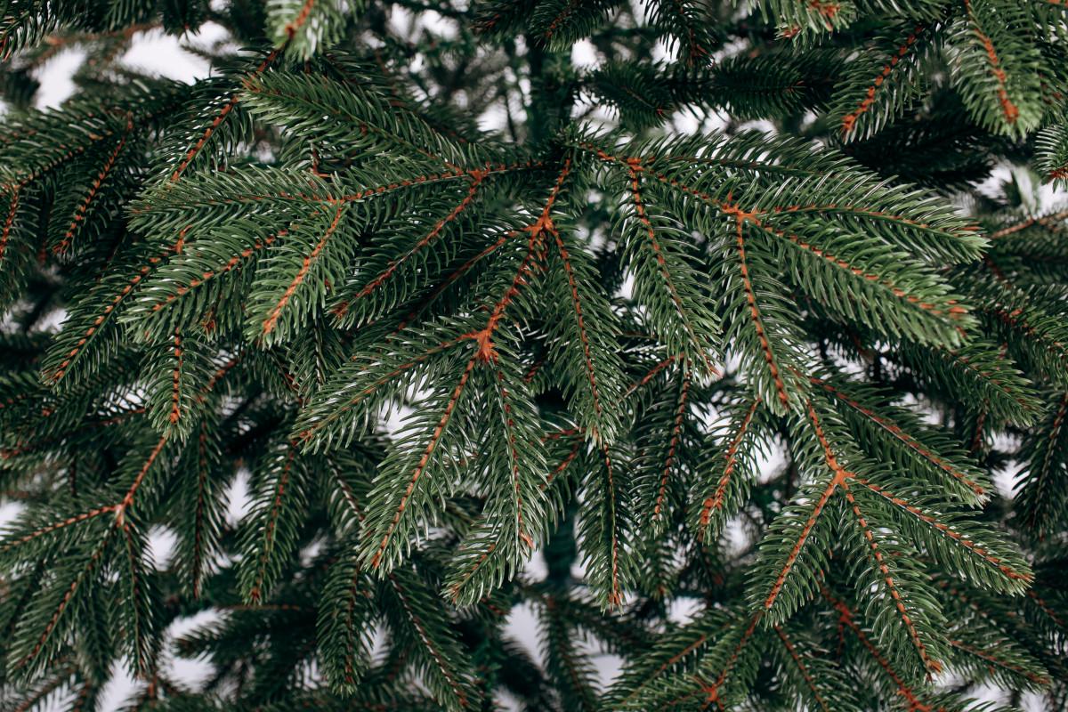 Елка литая Бельгийская 2,3 м Зеленый - фото 2 Елка литая Бельгийская 2,3 м Зеленый - фото 2