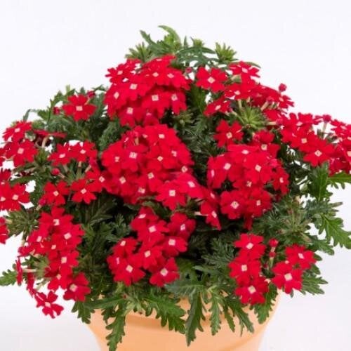 Насіння квітів Вербена Obsession Cascade Red with Eye Syngenta 25 шт. (BN07517-3)