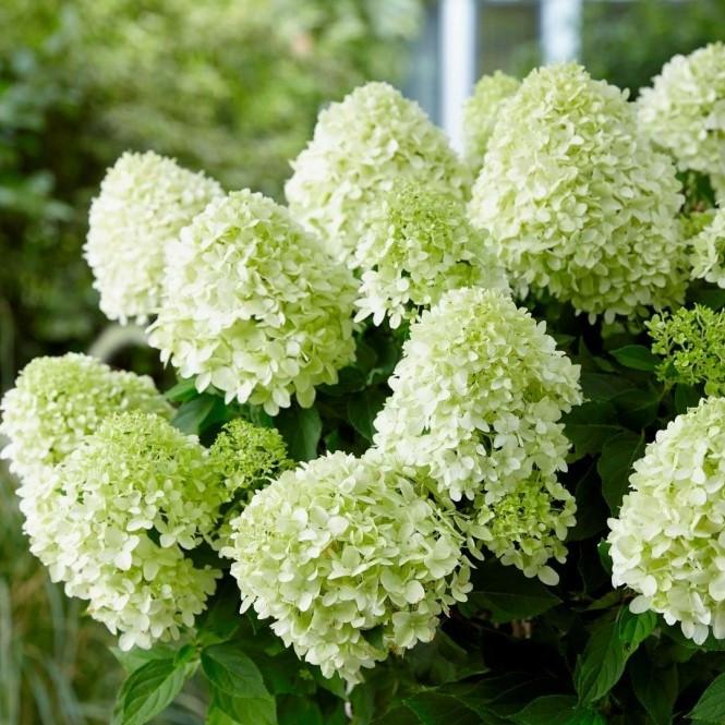 Саженец гортензии метельчатой Hydrangea paniculata Little Spooky Р9 (1531782799) - фото 2