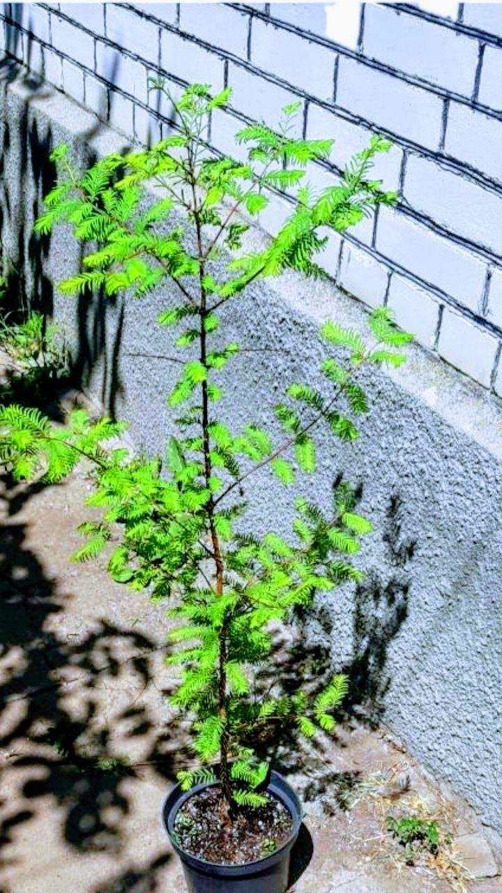 Метасеквойя найдавніша Balemala Metasequoia glyptostroboides 76-100 см (SW10214.1) - фото 1