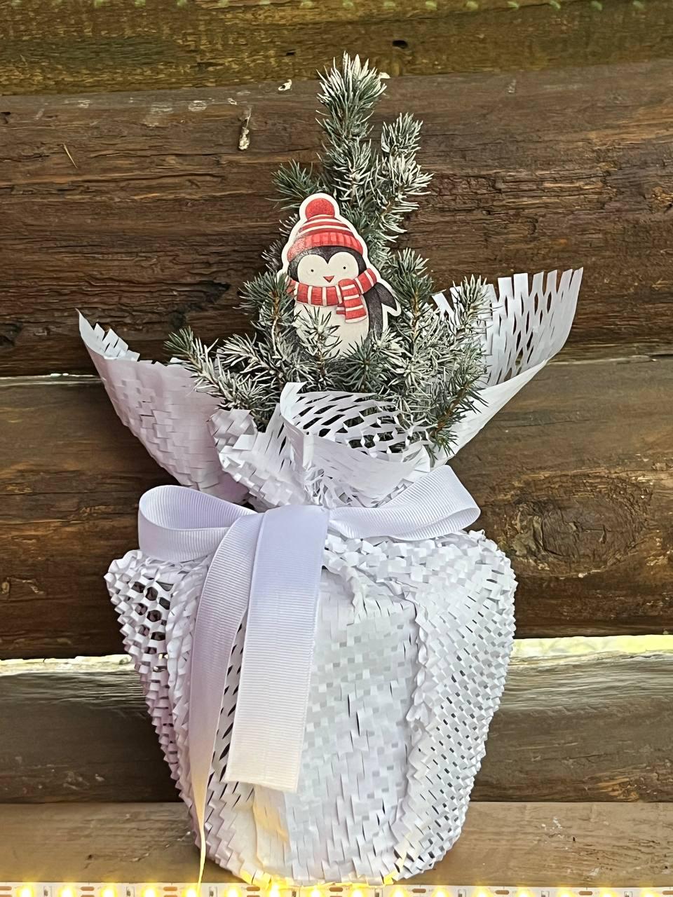 Елка голубая канадская Blue Wonder в горшке (25089143)